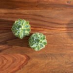 Walnex Handcrafted Sheesham Wood Center Table in Walnut Brown Finish | Made in India - Image 3